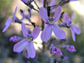 Stylidium brunonianum