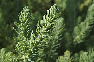 <i>Suaeda californica</i> Species of aquatic plant