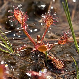 Sundew in the sods