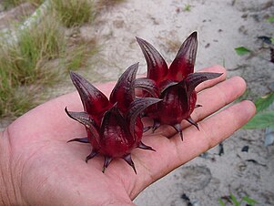 Rosella Trengganu yang popular ditanam di tanah Melayu.