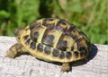 Testudo hermanni