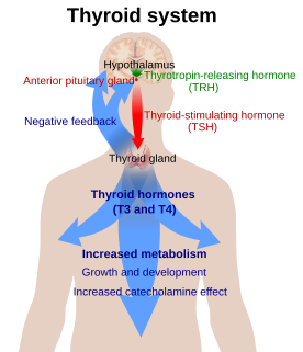 Hypothalamic–pituitary–thyroid axis Part of the neuroendocrine system