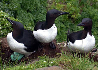 Thick-billed murre species of bird