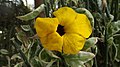 Ördögcsáklya (Uncarina grandidieri)