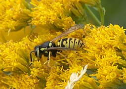 Vespula atropilosa