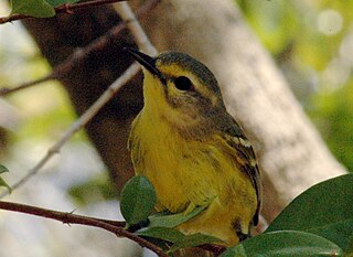 <span class="mw-page-title-main">Vitelline warbler</span> Species of New World Warbler