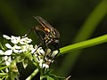 * Nomination Empis tessellata --ComputerHotline 19:14, 16 May 2013 (UTC) * Promotion Flowers overexposed, but subject ok. --Mattbuck 19:29, 28 May 2013 (UTC)