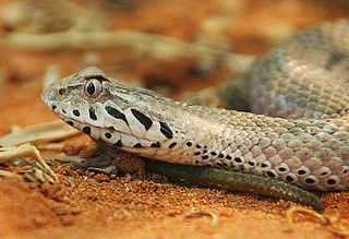 <i>Acanthophis</i> Genus of elapid snakes commonly called death adders