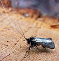 Adela reaumurella (Adelidae)