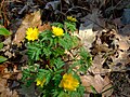 Adonis amurensis キタミフクジュソウ