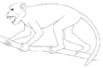 Aegyptopithecus