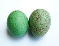 Eggs of Turdus merula