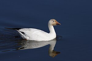 16 Anser caerulescens CT4 uploaded by Cephas, nominated by Cephas Vote for this image