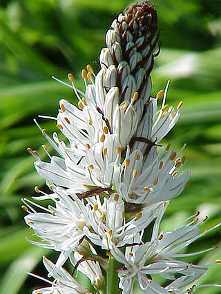 <i>Asphodelus</i> Flowering genus in family Asphodelaceae