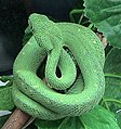 West African bush viper