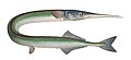 Garfish