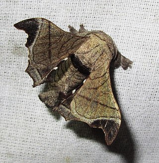 <i>Bombyx huttoni</i> Species of moth