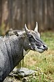 * Kandidimi: Boselaphus tragocamelus in Zoo Krefeld --A. Öztas 18:58, 14 September 2024 (UTC) * * Kërkohet vlerësim