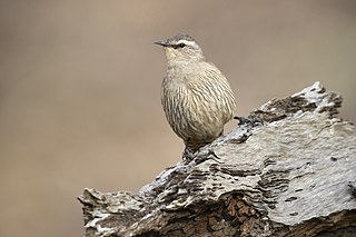 <span class="mw-page-title-main">Brown treecreeper</span> Species of bird