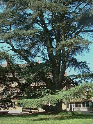 <i>Cedrus atlantica</i> Species of conifer