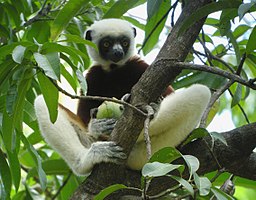 Coquerels kroonsifaka (Propithecus coquereli)