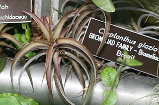 <i>Hoplocryptanthus</i> Genus of plants