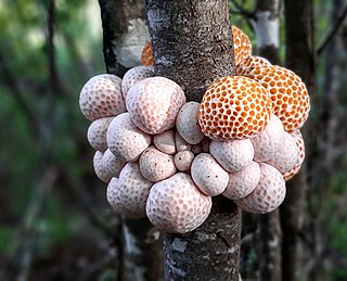 <i>Cyttaria espinosae</i> Species of fungus