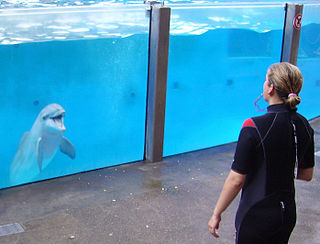 <span class="mw-page-title-main">Dolphinarium</span> Aquarium for dolphins