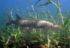 Muskellunge (Esox masquinongy)