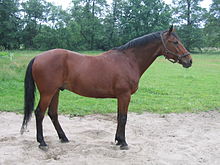 Cheval roux et noir vu de profil à l'arrêt.