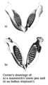 Image 15A drawing comparing jaws was added in 1799 when Cuvier's 1796 presentation on living and fossil elephants was published. (from History of paleontology)