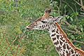 Image 3 Giraffe Photo: Muhammad Mahdi Karim A giraffe extending its tongue to feed. Its tongue, lips and palate are tough enough to deal with sharp thorns in trees. Giraffes prefer trees of the genera Acacia, Commiphora and Terminalia. A giraffe requires less food than typical grazing animals, typically consuming 65 pounds (29 kg) of leaves and twigs daily, because the foliage it eats has more concentrated nutrition and it has a more efficient digestive system. More selected pictures