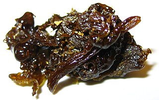 <span class="mw-page-title-main">Hash oil</span> Oleoresin obtained by the extraction of cannabis or hashish