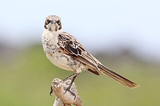 <span class="mw-page-title-main">Hood mockingbird</span> Species of bird