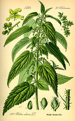 Didžioji dilgėlė (Urtica dioica)