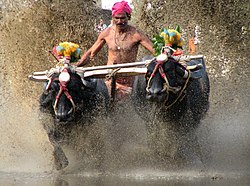 Famed Kambala Race of Kadri