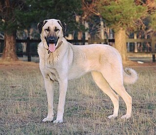 <span class="mw-page-title-main">Kangal Shepherd Dog</span> Turkish breed of dog