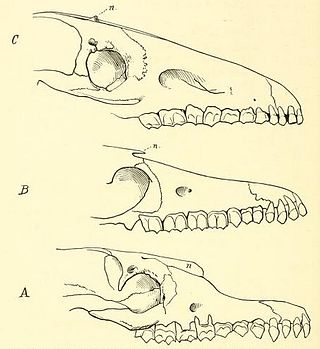 <i>Scalabrinitherium</i> Extinct genus of litopterns