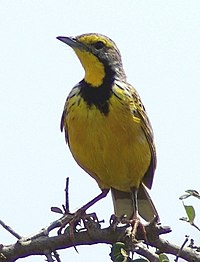 Yellow-throated longclaw, fairly common in grassland Macronyx croceus2 crop.jpg