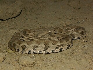 <i>Macrovipera lebetinus</i> Species of snake