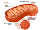 Thumbnail for Mitochondrial membrane transport protein