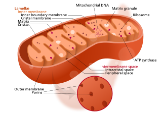 <span class="mw-page-title-main">Mitochondrial membrane transport protein</span>