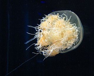 <span class="mw-page-title-main">Nomura's jellyfish</span> Species of jellyfish