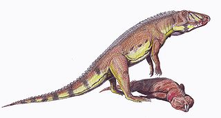 <span class="mw-page-title-main">Ornithosuchidae</span> Extinct family of reptiles