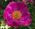 Paeonia lactiflora