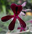 Pelargonium sidoides