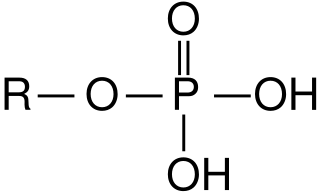 <span class="mw-page-title-main">Hyperphosphatemia</span> Excess phosphate in the blood