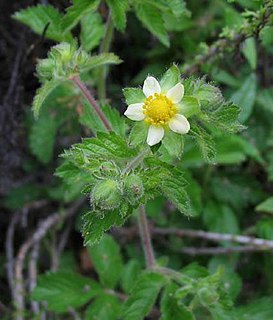 <i>Drymocallis</i> Genus of flowering plants