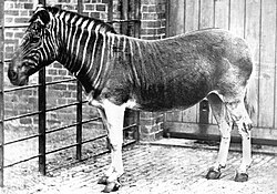 Femina da quagga in dal Zoo da Londra, Inghiltera in dal 1870