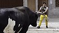 Raising_bulls